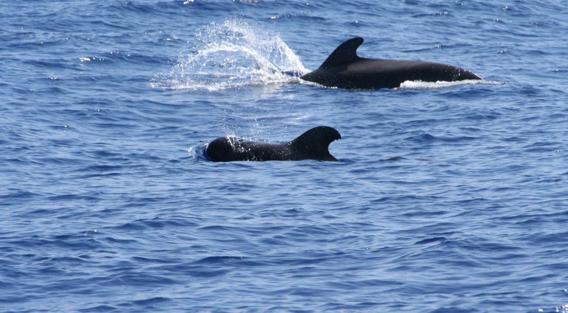 Tenerife-2010-667