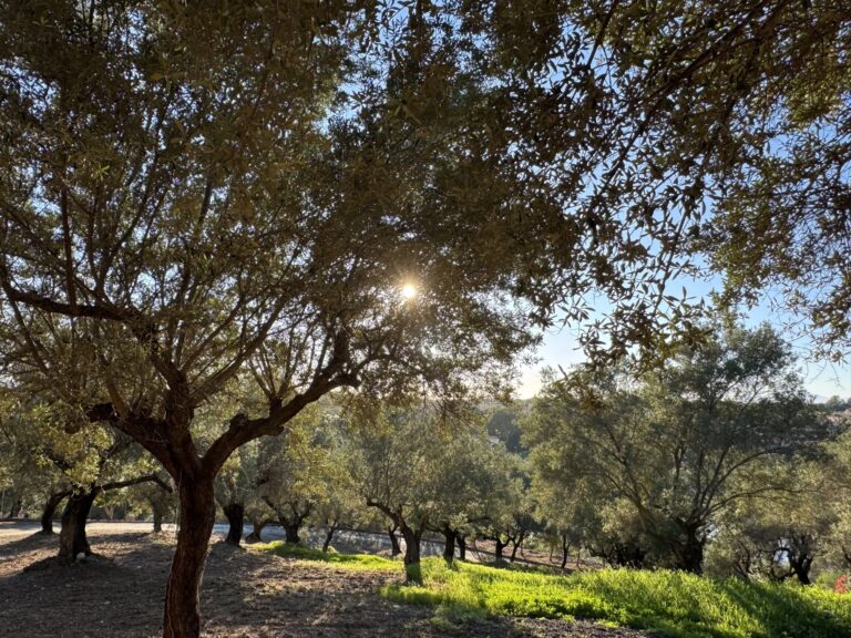 Garden_4737-compressed